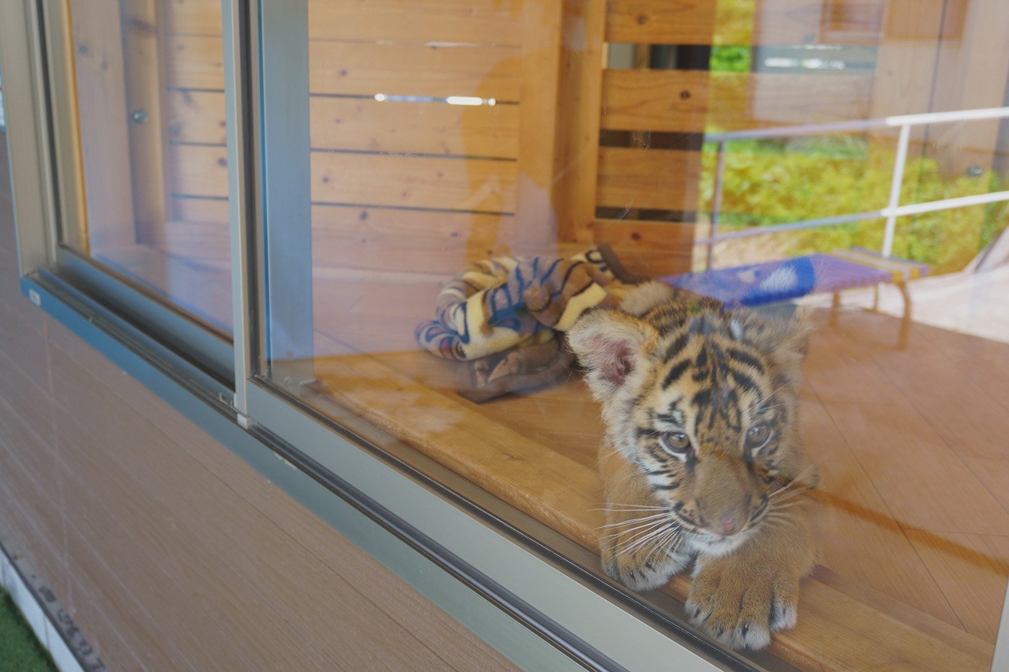 🦁 아키요시다이 자연동물공원 사파리랜드(아키요시다이 시젠도부츠코엔 사파리란도) 이미지 7